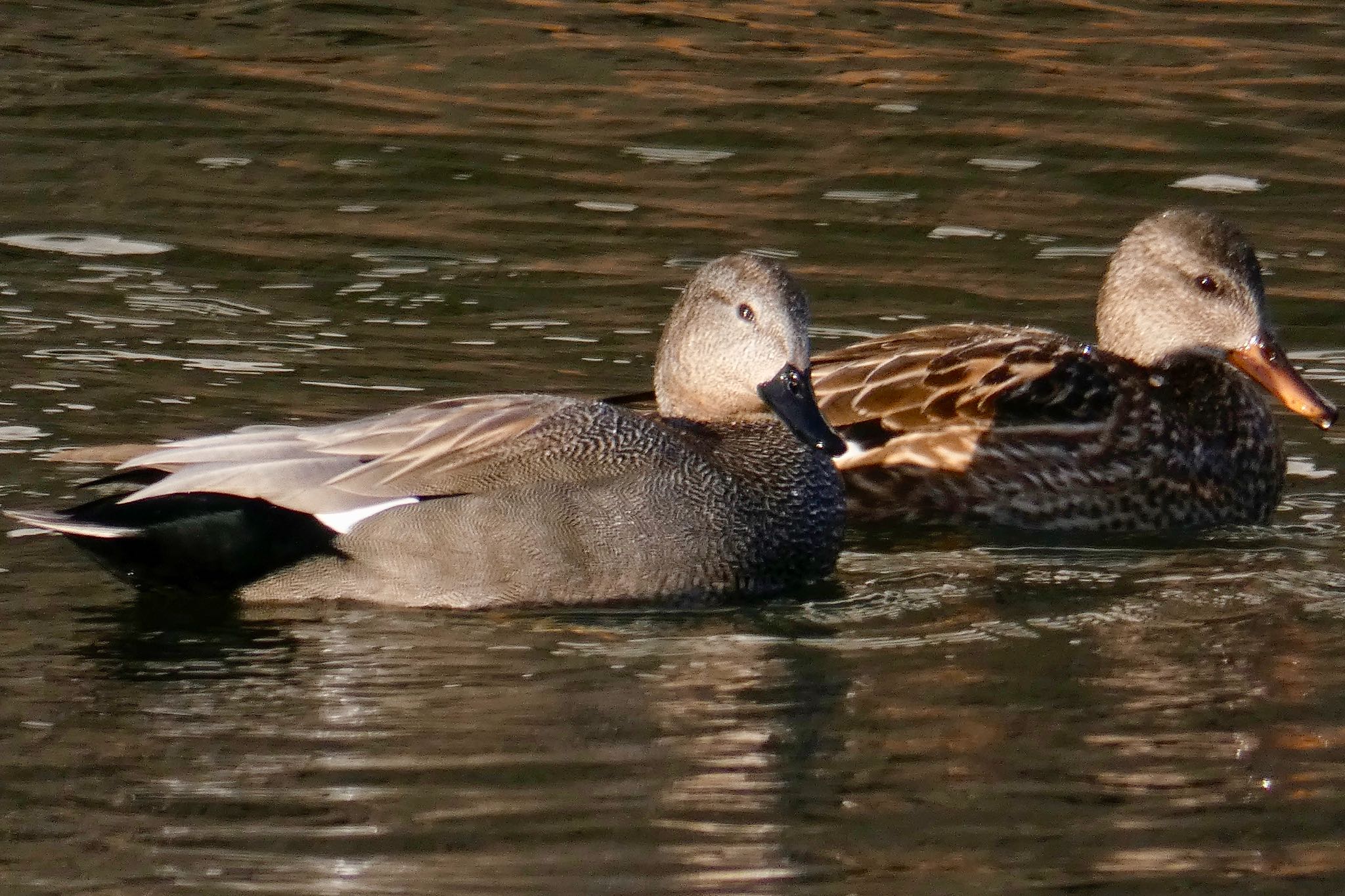 Photo of Gadwall at Imperial Palace by のどか