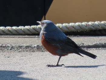 Blue Rock Thrush 志津川湾 Thu, 2/8/2024