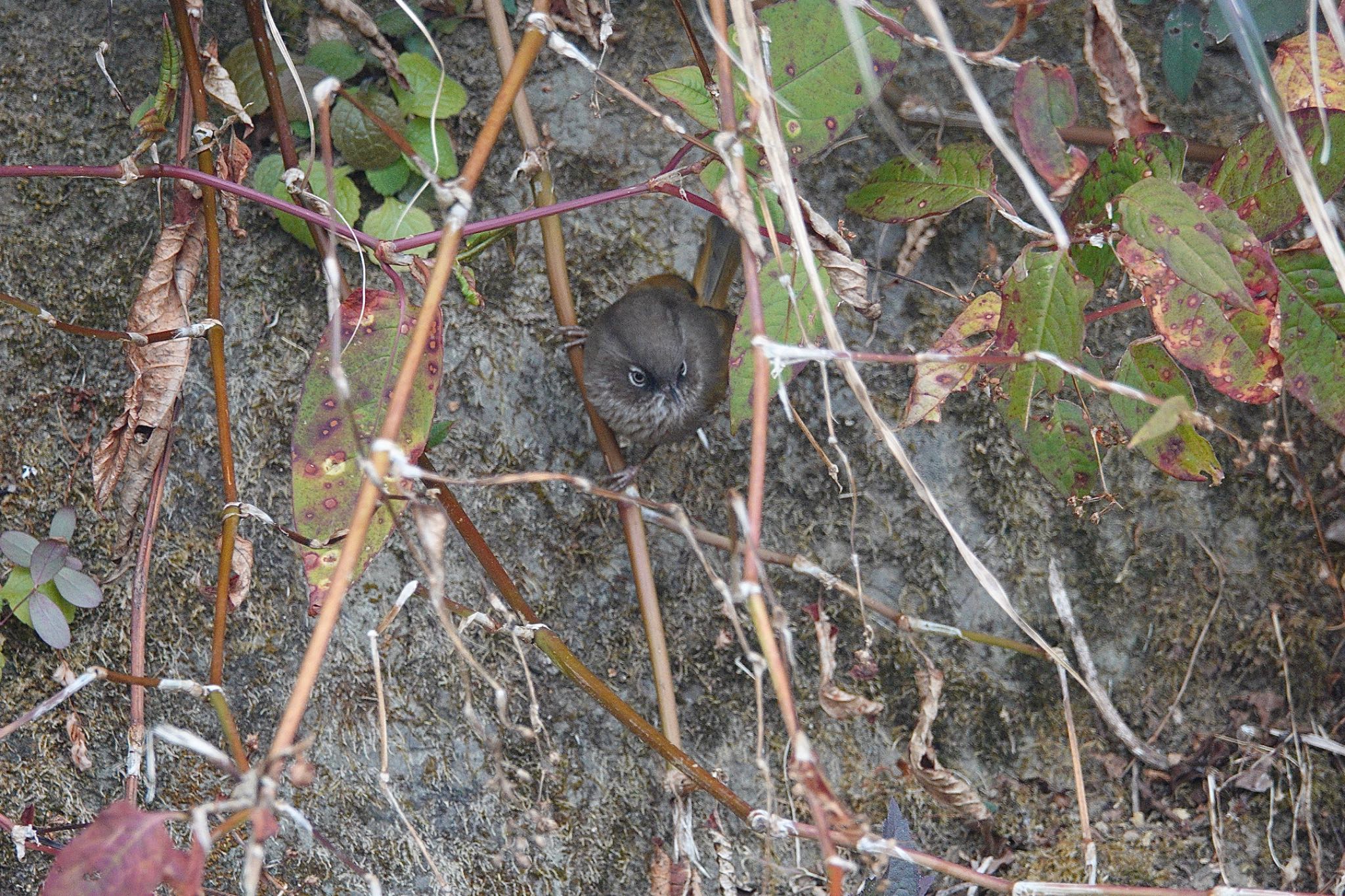 Photo of Grey-hooded Fulvetta at 阿里山国家森林遊楽区 by のどか