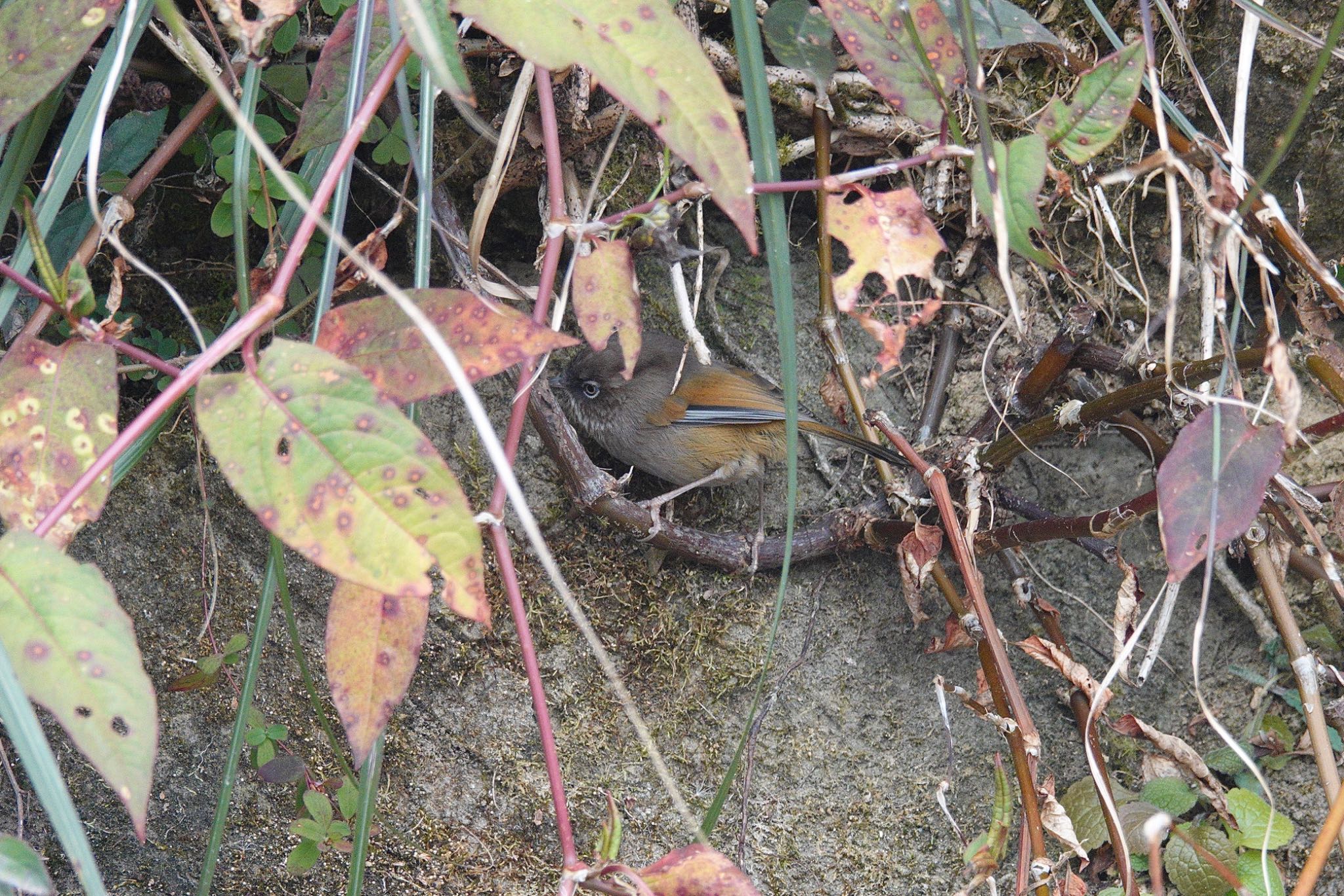 Grey-hooded Fulvetta