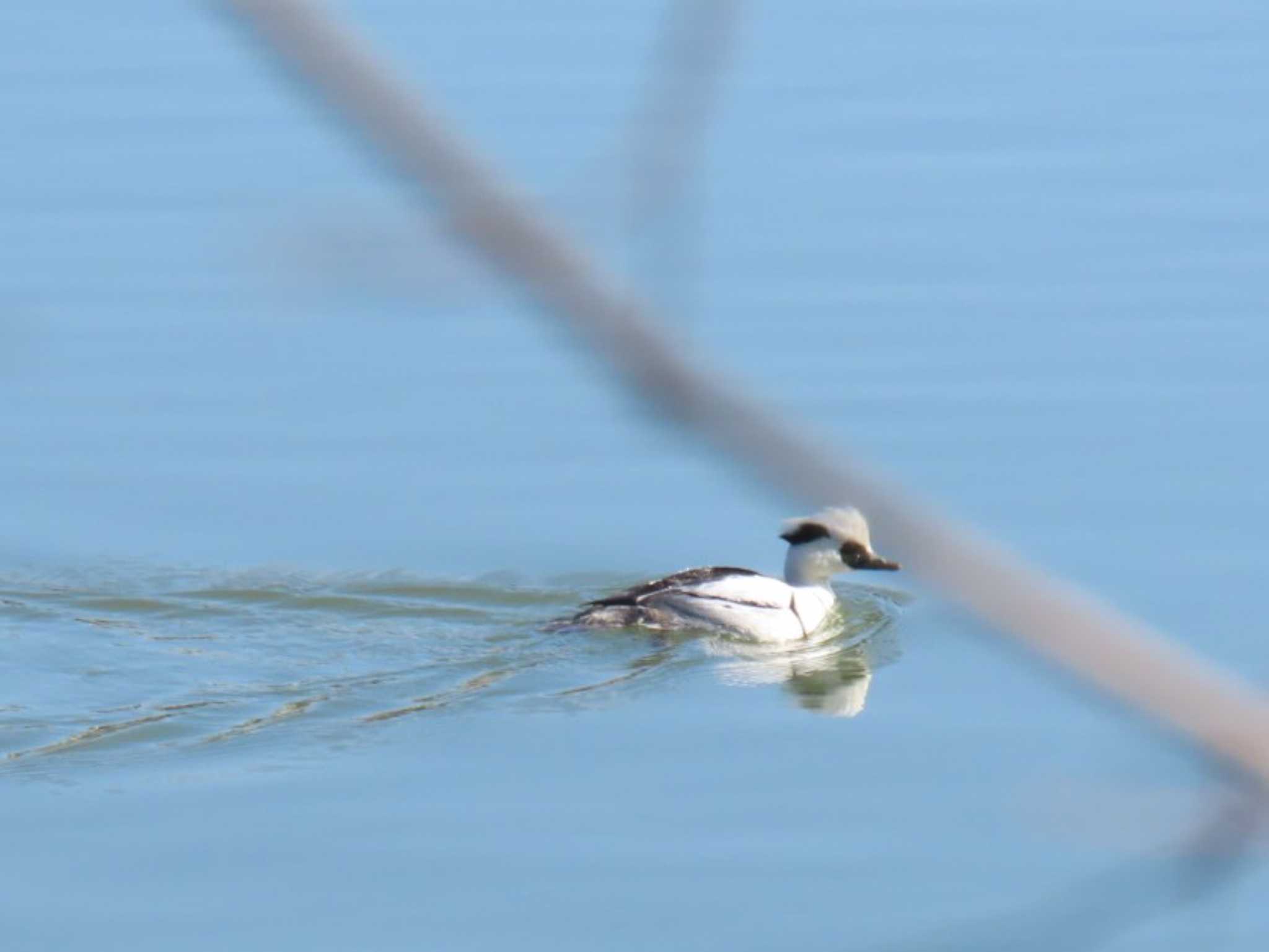 Smew