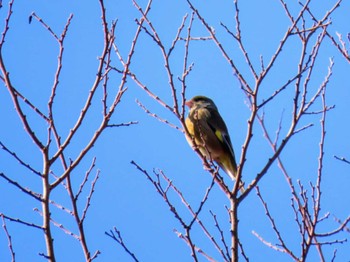 Grey-capped Greenfinch Hattori Ryokuchi Park Mon, 2/12/2024