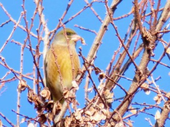 Grey-capped Greenfinch Hattori Ryokuchi Park Mon, 2/12/2024