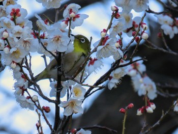 Warbling White-eye Hattori Ryokuchi Park Mon, 2/12/2024