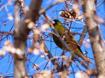 Grey-capped Greenfinch Hattori Ryokuchi Park Mon, 2/12/2024