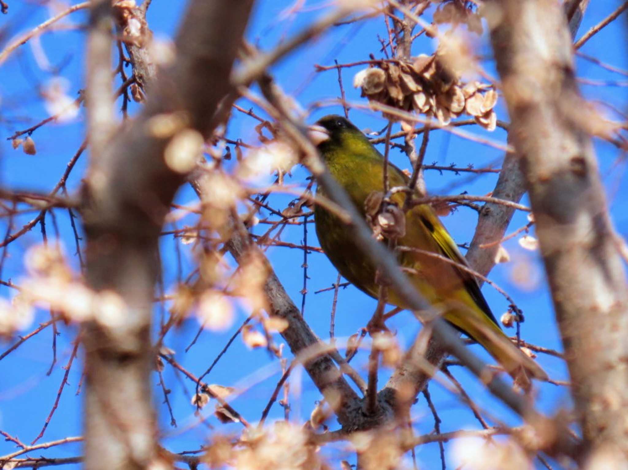 Photo of Grey-capped Greenfinch at Hattori Ryokuchi Park by れもん