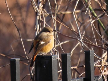 Daurian Redstart Hattori Ryokuchi Park Mon, 2/12/2024