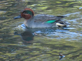 Eurasian Teal Hattori Ryokuchi Park Mon, 2/12/2024