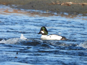 Common Goldeneye 埼玉県 Mon, 2/12/2024