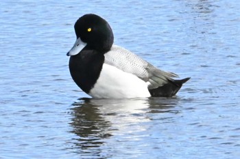 キンクロハジロ 葛西臨海公園 2024年2月11日(日)