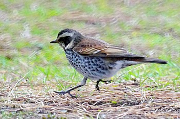 ツグミ 野島公園 2024年2月11日(日)