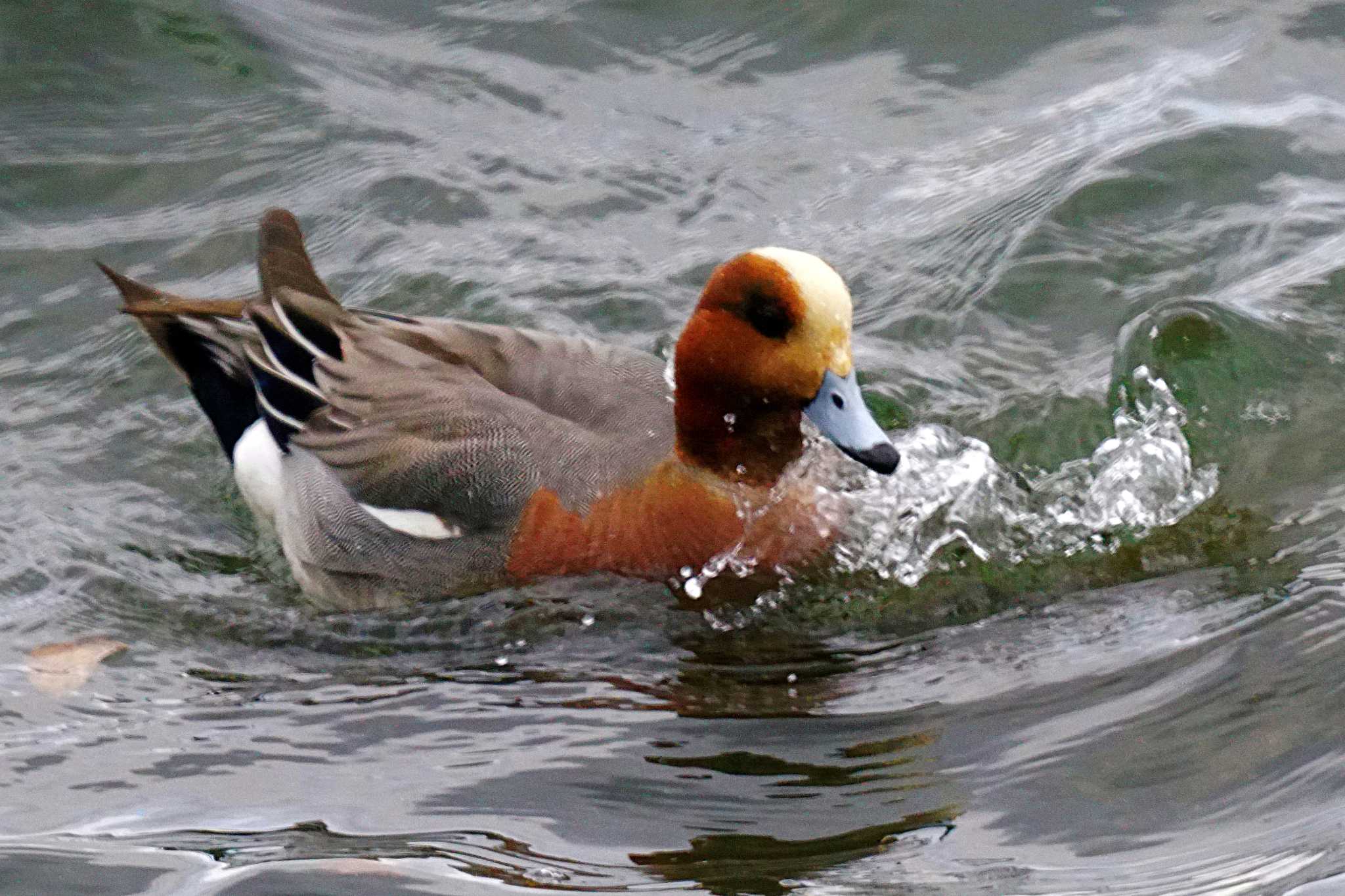 Photo of Eurasian Wigeon at 野島公園 by sinbesax