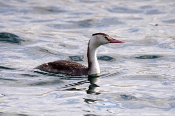 Great Crested Grebe 野島公園 Sun, 2/11/2024