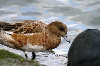 Eurasian Wigeon 野島公園 Sun, 2/11/2024