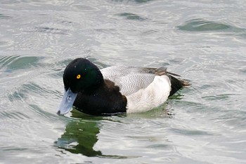 Greater Scaup 野島公園 Sun, 2/11/2024