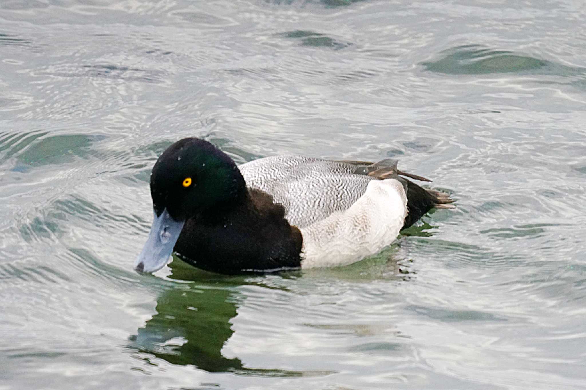 Photo of Greater Scaup at 野島公園 by sinbesax