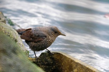 Blue Rock Thrush 野島公園 Sun, 2/11/2024