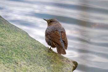 Blue Rock Thrush 野島公園 Sun, 2/11/2024