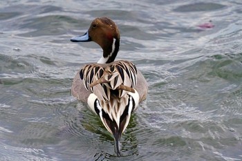 Northern Pintail 野島公園 Sun, 2/11/2024