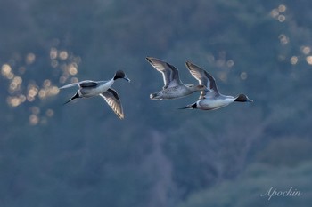 オナガガモ 夏目の堰 (八丁堰) 2024年2月10日(土)