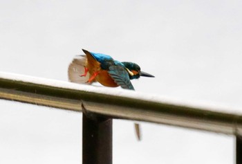 Common Kingfisher 野島公園 Sun, 2/11/2024