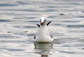 ユリカモメ 野島公園 2024年2月11日(日)