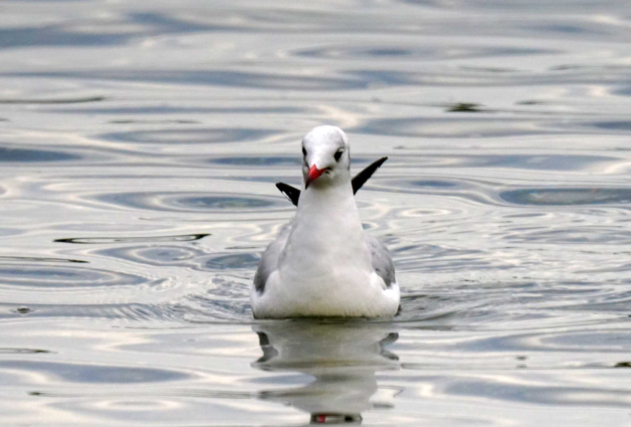 Photo of Black-headed Gull at 野島公園 by sinbesax