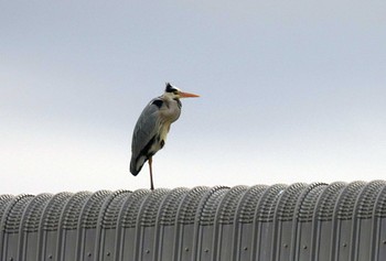 Grey Heron 野島公園 Sun, 2/11/2024