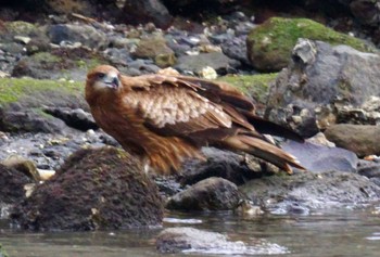 Black Kite 野島公園 Sun, 2/11/2024