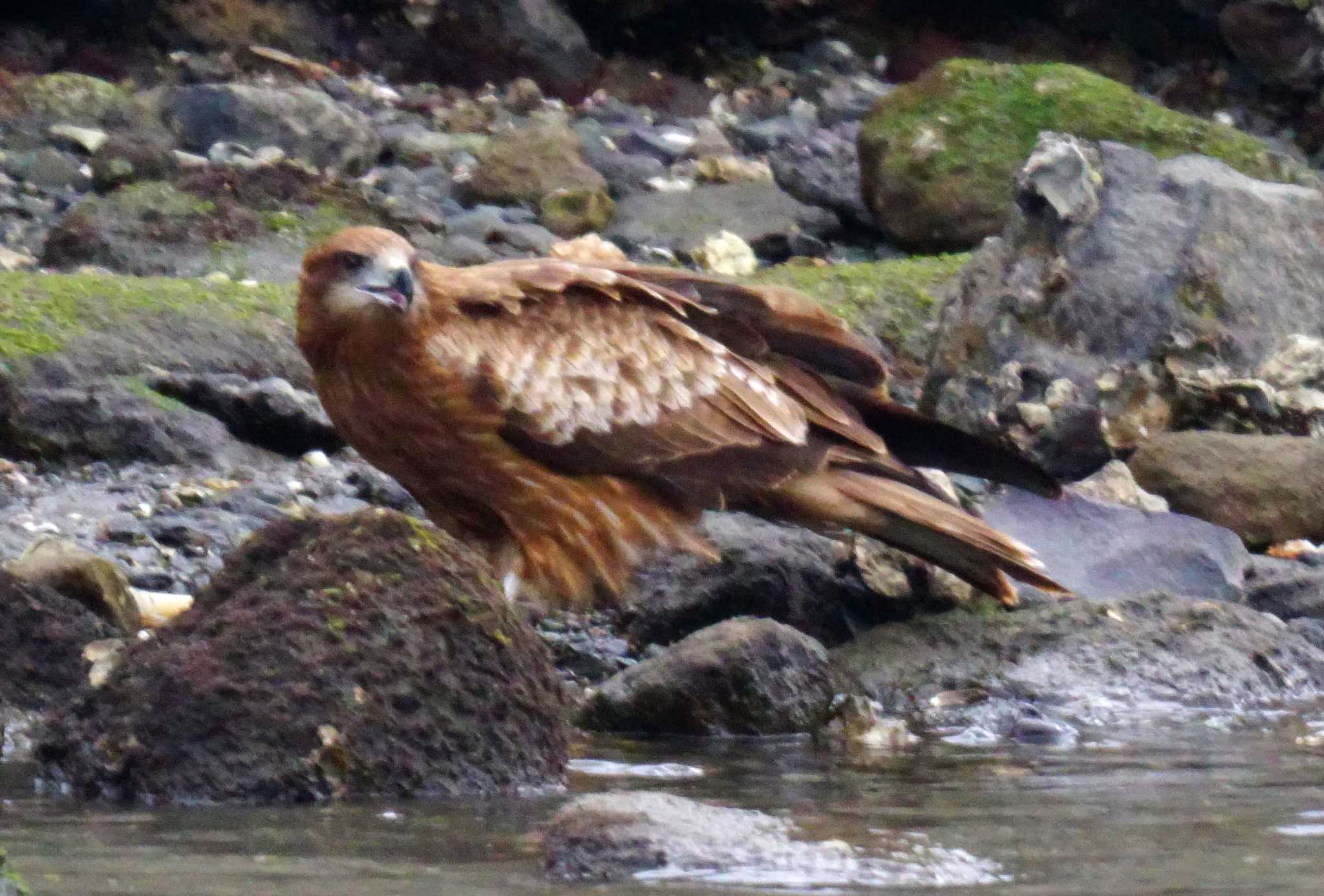 Photo of Black Kite at 野島公園 by sinbesax