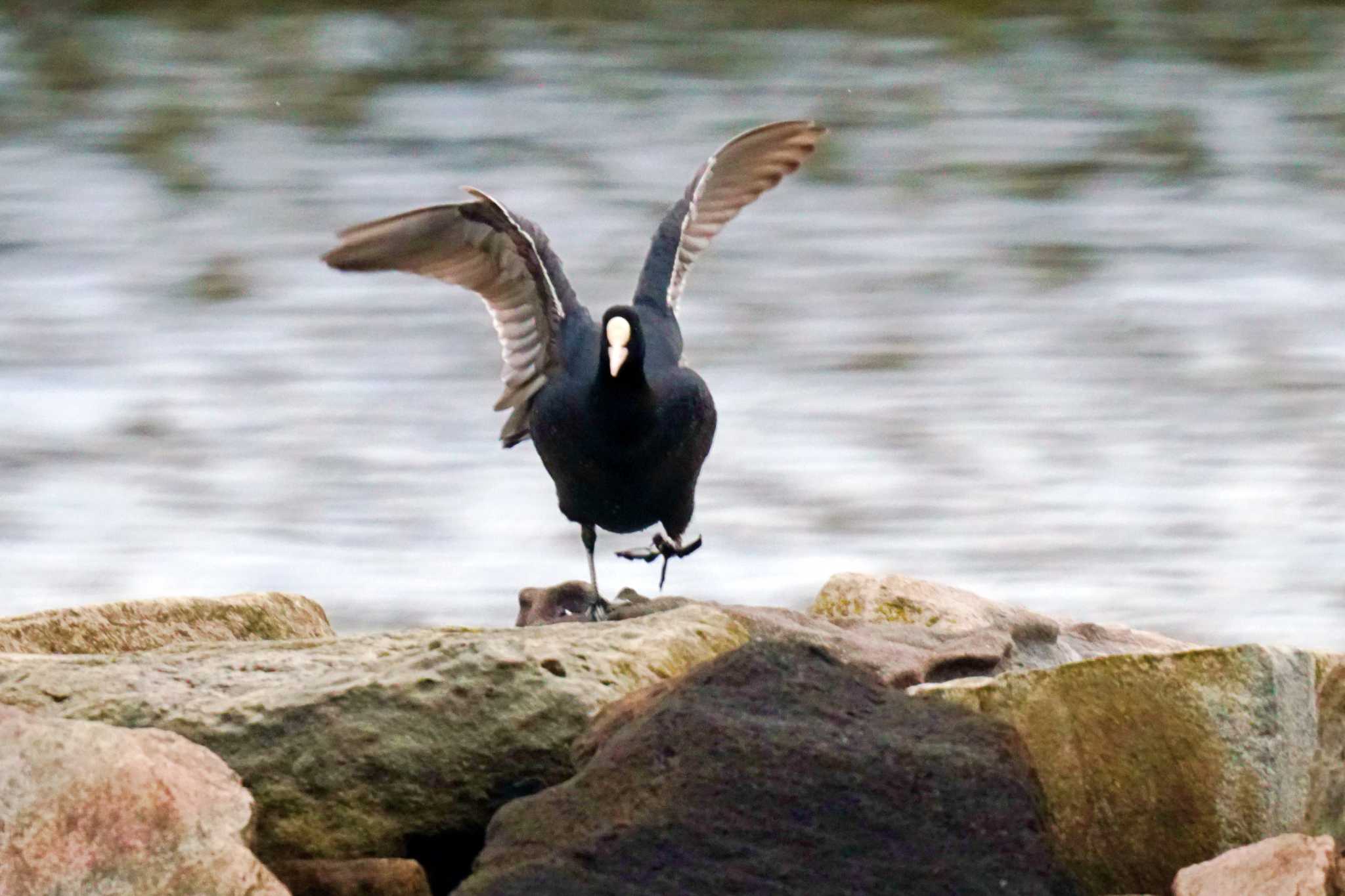 Photo of Eurasian Coot at 野島公園 by sinbesax