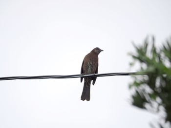 Brown-eared Bulbul(stejnegeri) Unknown Spots Wed, 2/7/2024