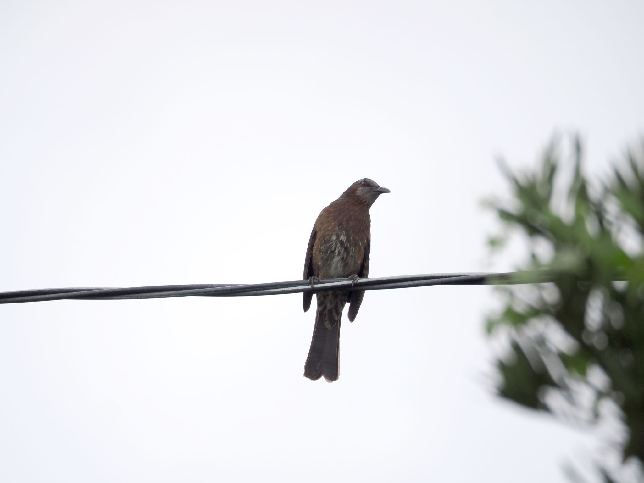 Photo of Brown-eared Bulbul(stejnegeri) at  by エナガ好き