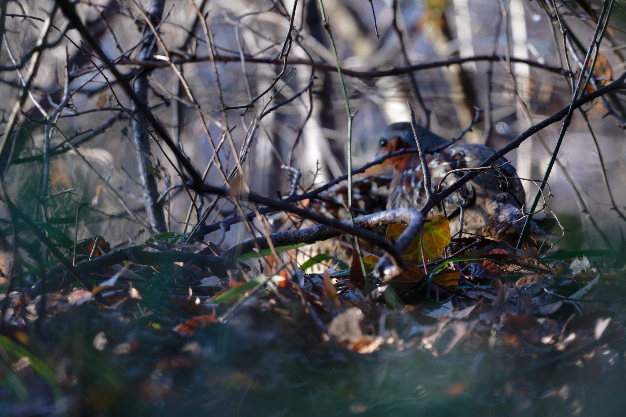 Photo of Chinese Bamboo Partridge at  by しの