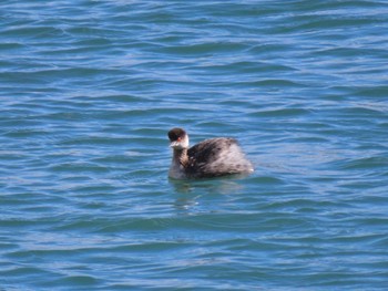 Black-necked Grebe 志津川湾 Thu, 2/8/2024