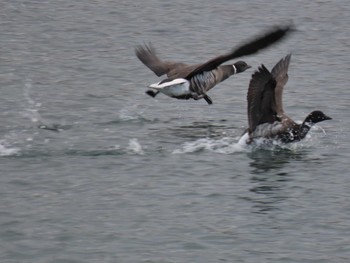 Brant Goose 志津川湾 Thu, 2/8/2024