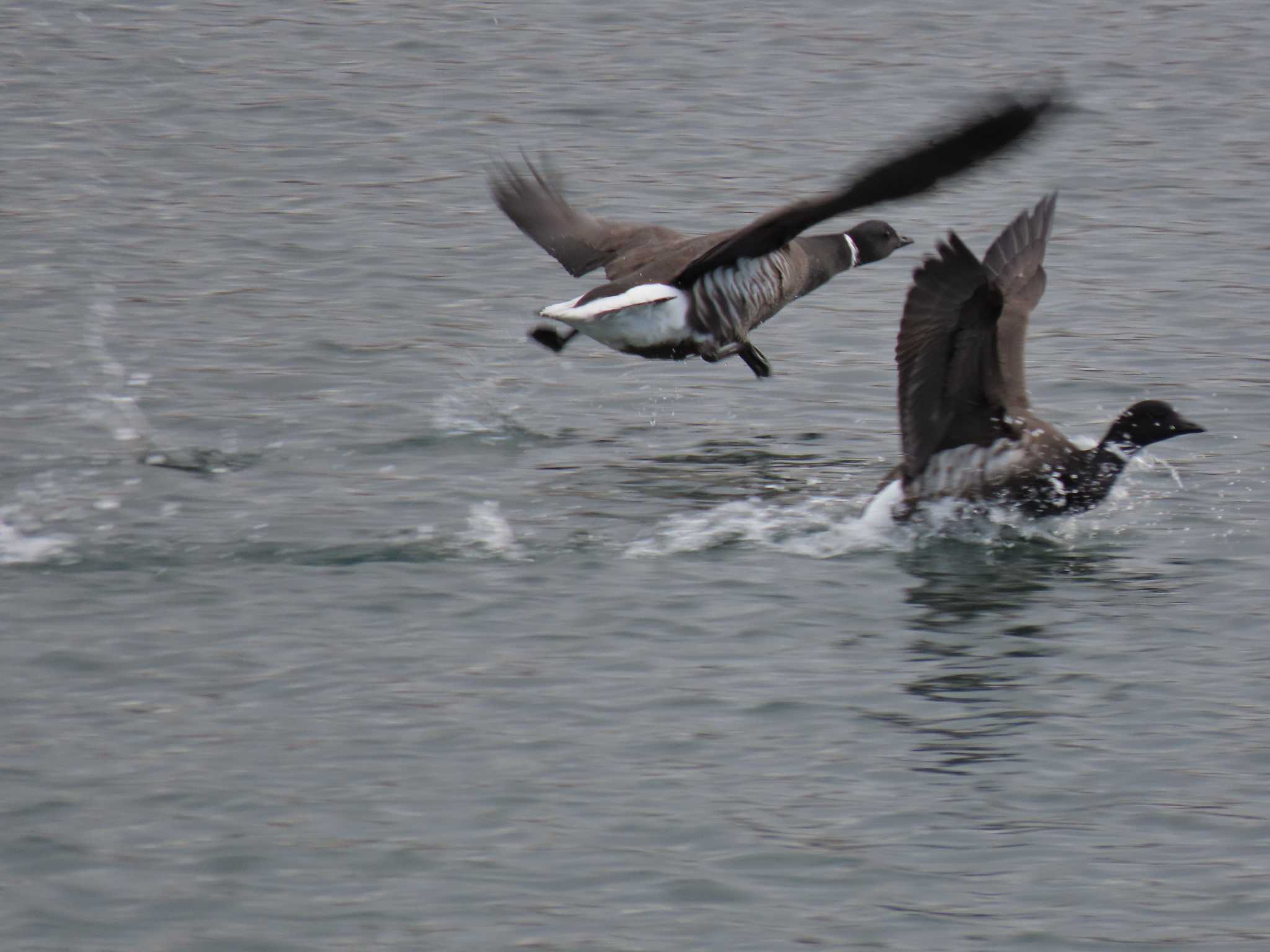 Brant Goose