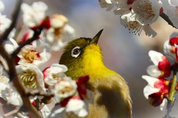 Warbling White-eye 東京都立桜ヶ丘公園(聖蹟桜ヶ丘) Mon, 2/12/2024