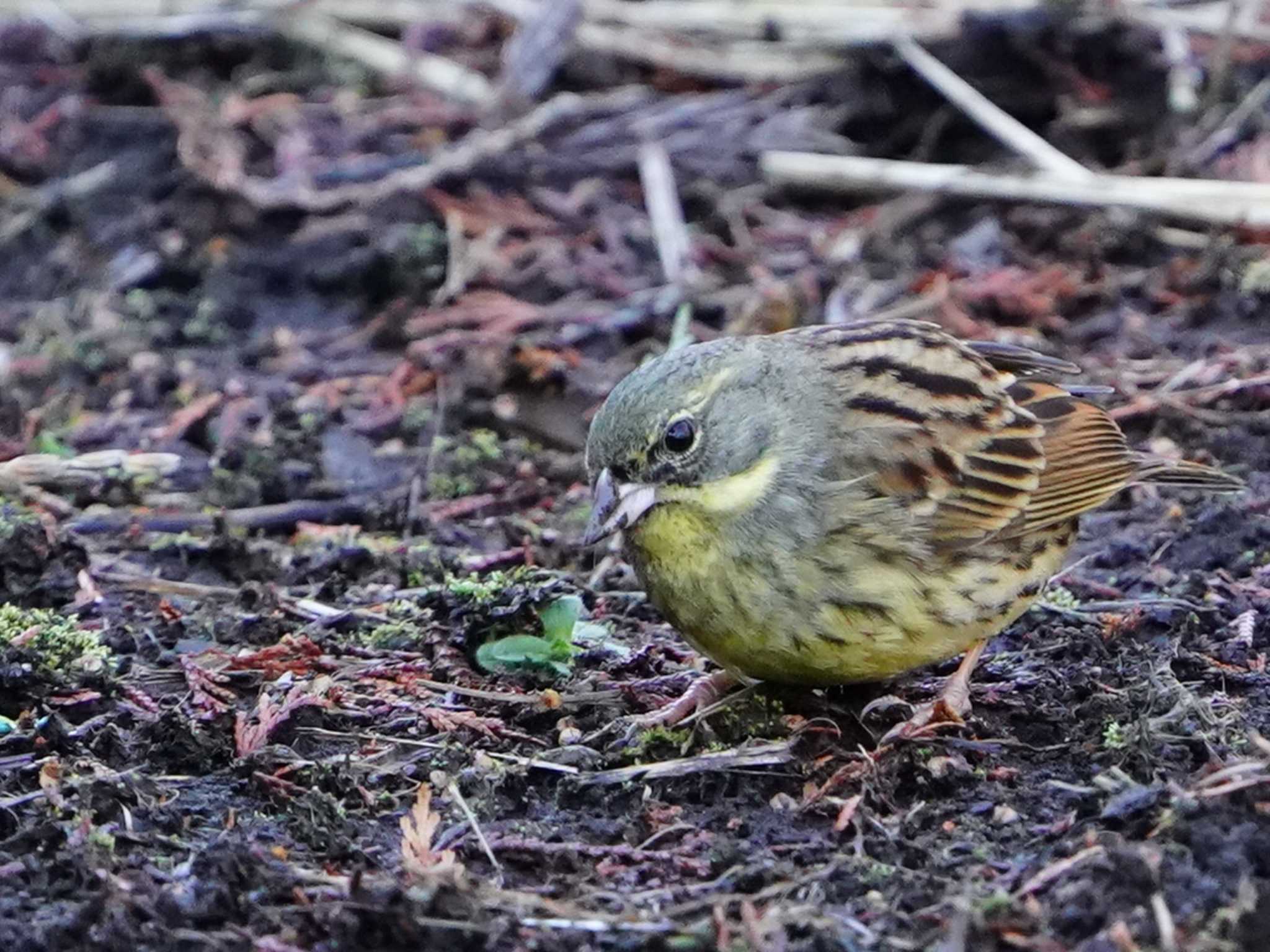 Photo of Masked Bunting at Kodomo Shizen Park by tacya2