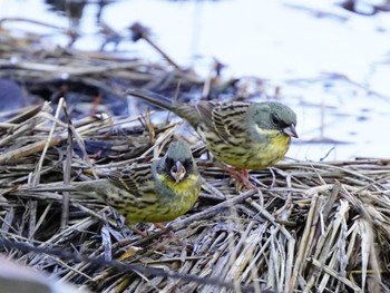 Masked Bunting Kodomo Shizen Park Mon, 2/12/2024