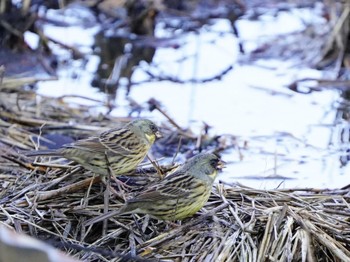 アオジ こども自然公園 (大池公園/横浜市) 2024年2月12日(月)