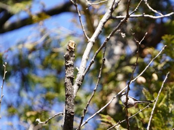 Long-tailed Tit Kodomo Shizen Park Mon, 2/12/2024