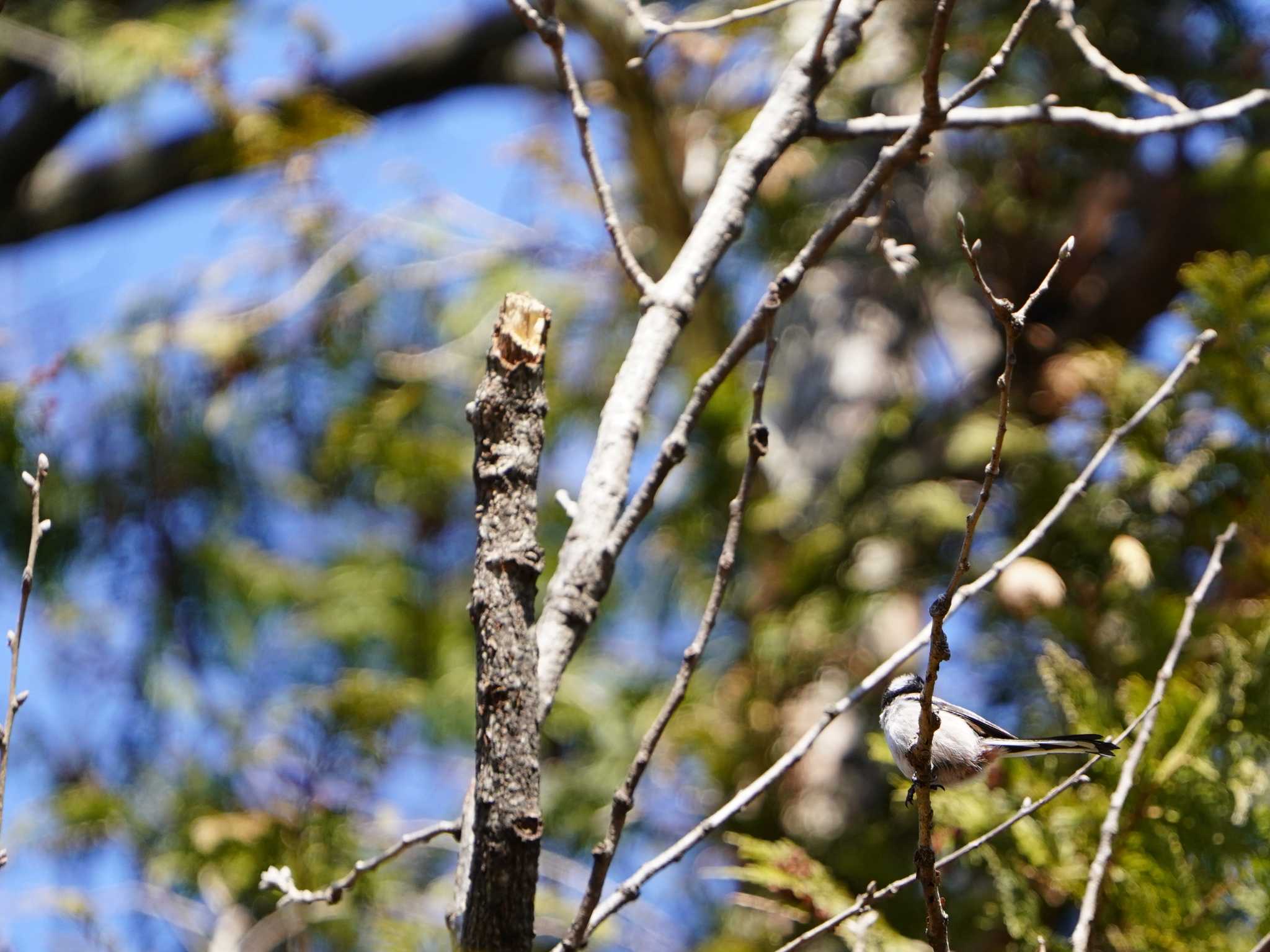 Photo of Long-tailed Tit at Kodomo Shizen Park by tacya2