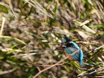 Common Kingfisher Kodomo Shizen Park Mon, 2/12/2024