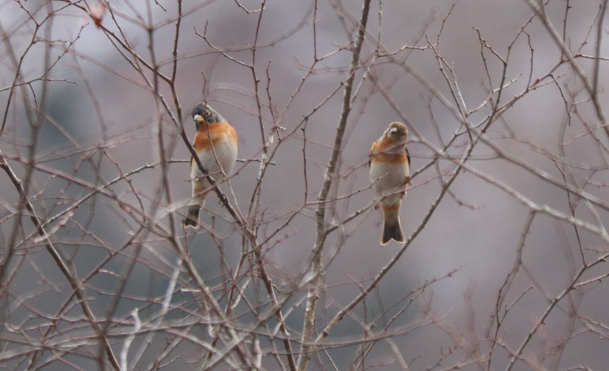 Brambling