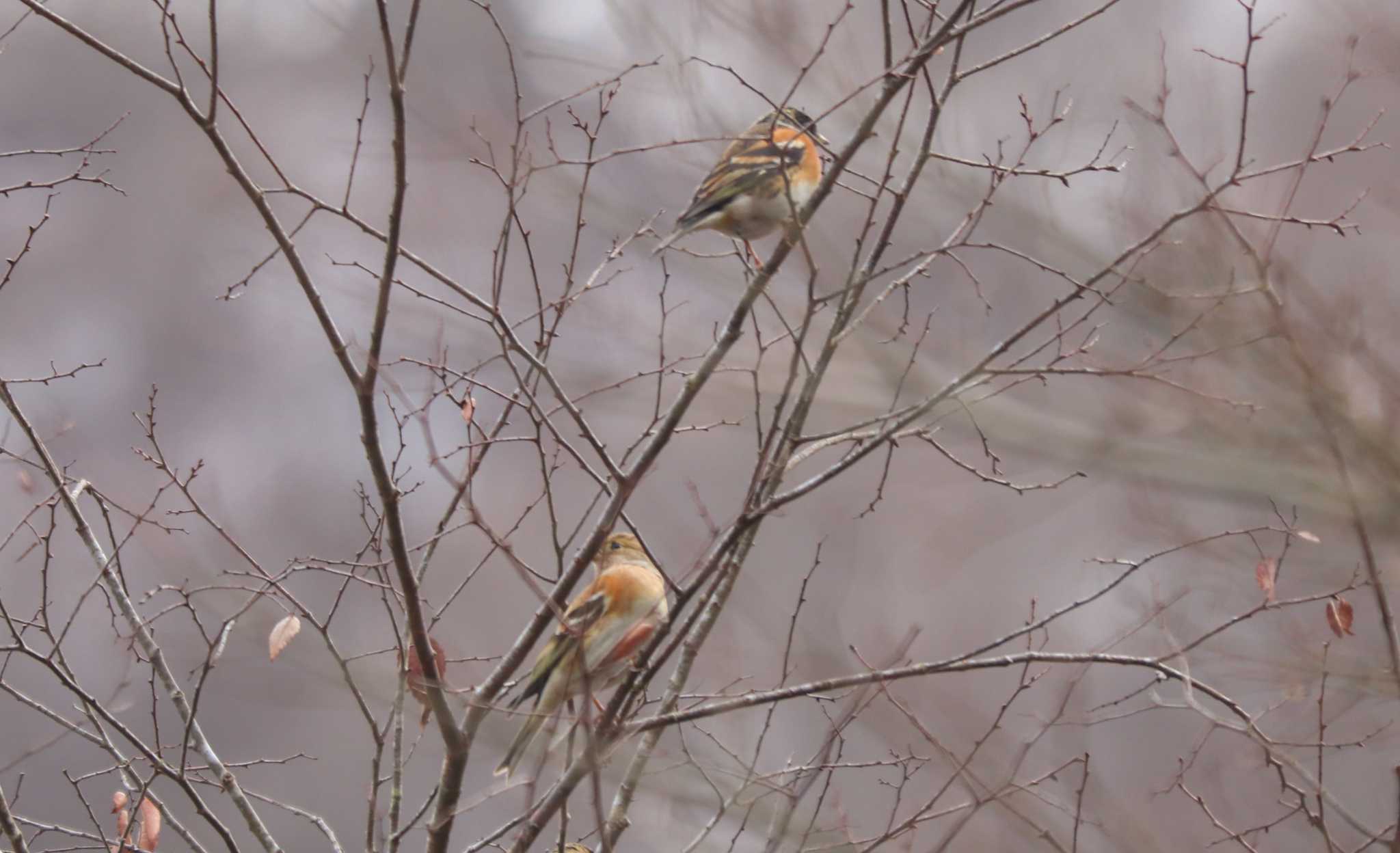 Brambling