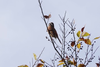 ホオジロ 北本自然観察公園 2018年11月21日(水)