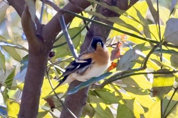 アトリ 秋ヶ瀬公園(野鳥の森) 2024年2月12日(月)