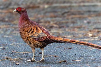 Copper Pheasant Unknown Spots Mon, 1/29/2024