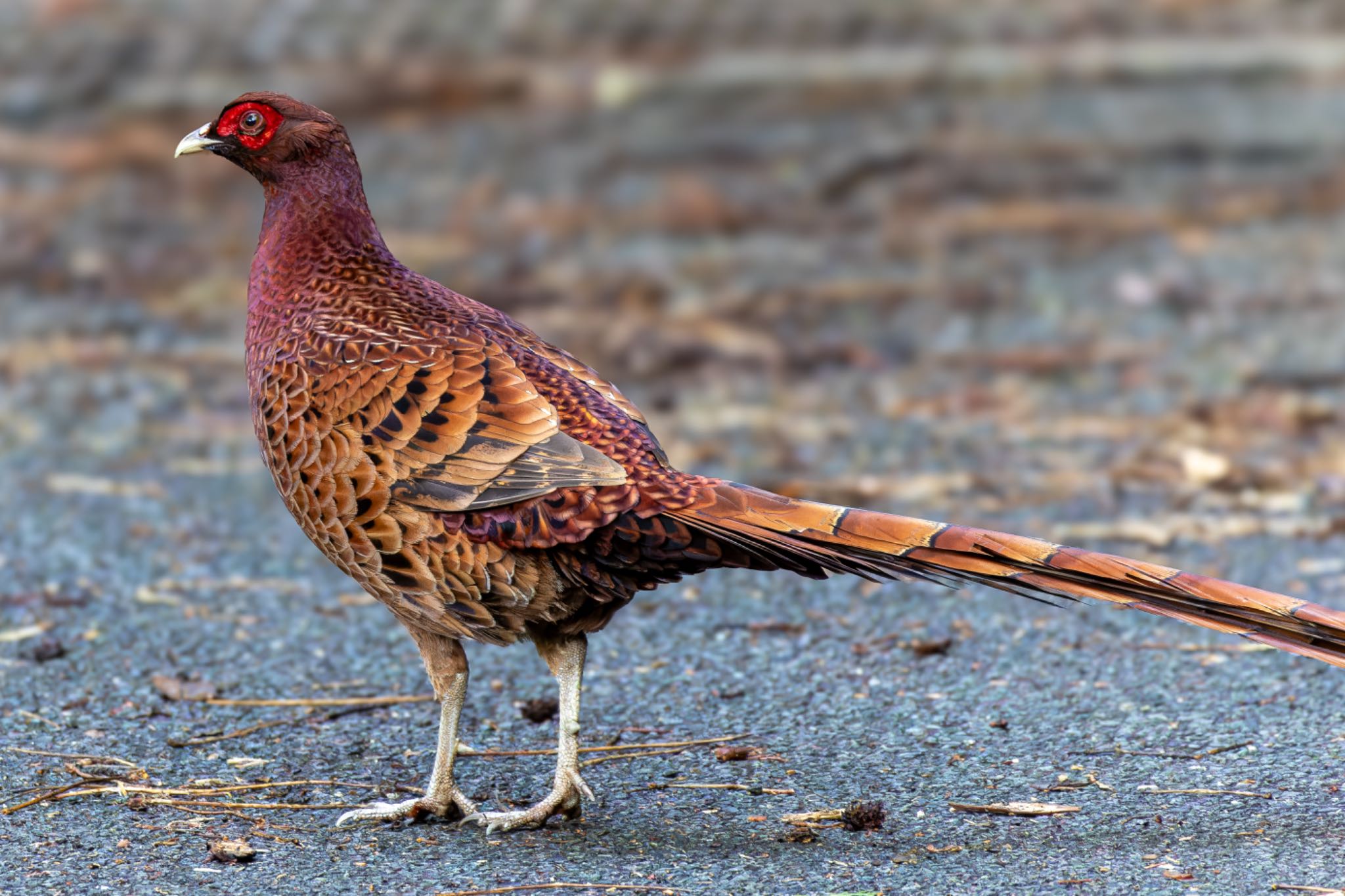 Photo of Copper Pheasant at  by そいぎんた